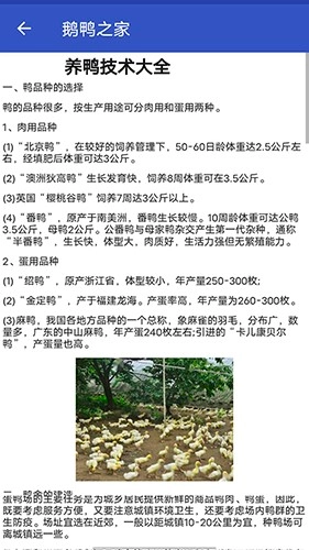 鹅鸭之家最新版图3
