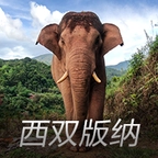 亚洲象预警直装版