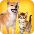 人狗猫交流器官方正版