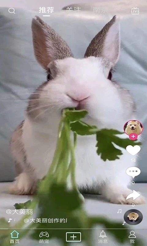 抖宠官方最新版