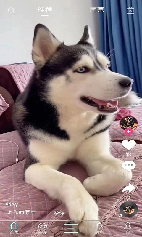 抖宠官方最新版