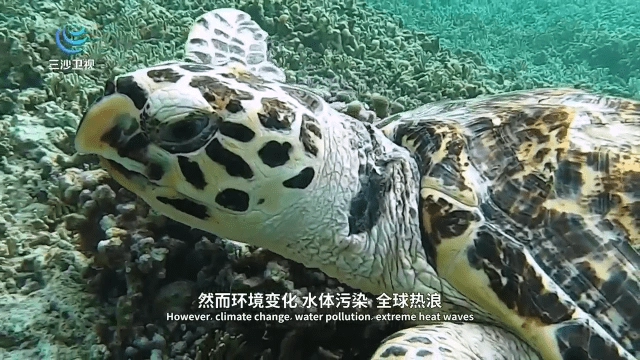 楚留香TV电视版图2