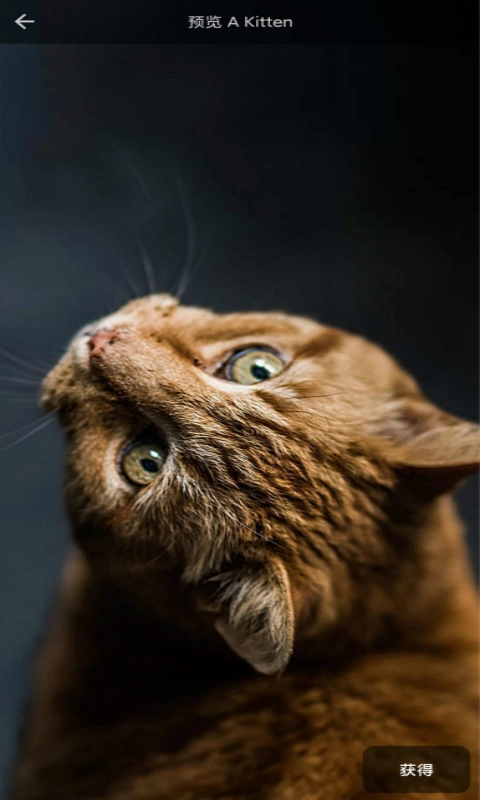 4D动态壁纸手机免费版图2