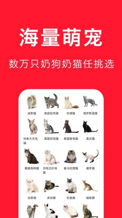 宠物宝最新版图3
