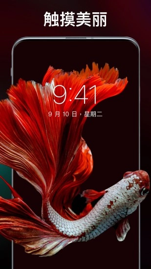 灵猫主题壁纸正版图1