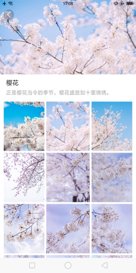 大脚壁纸安卓直装版图1