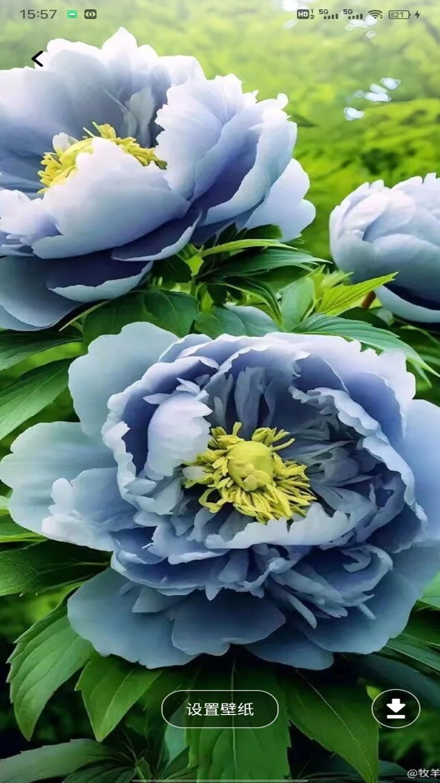云盛花开安卓版图2