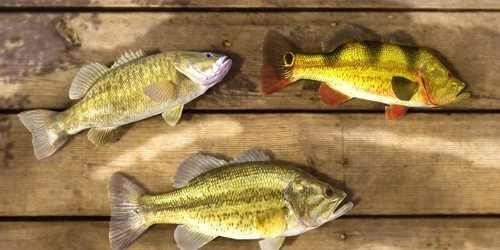 垂钓星球手机版-图1