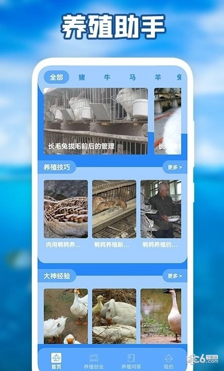 养猪场之星正版图3