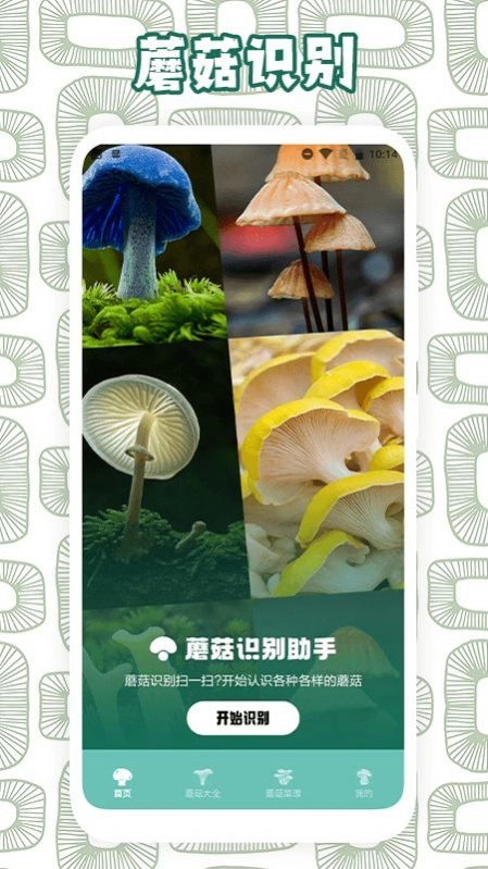 蘑菇识别助手手机版