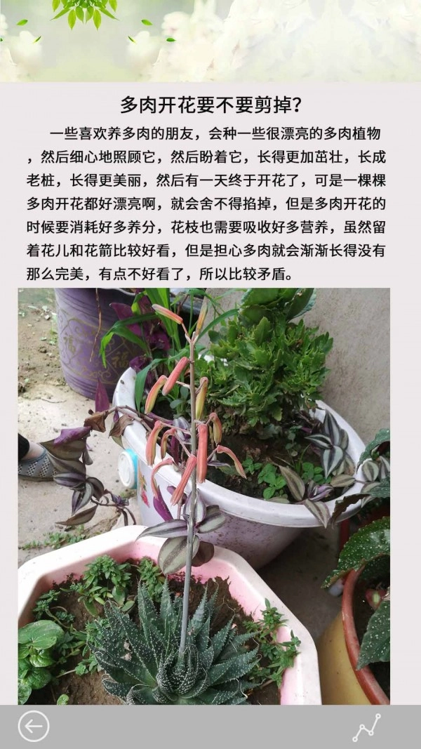 多肉花草日记无广告版图3