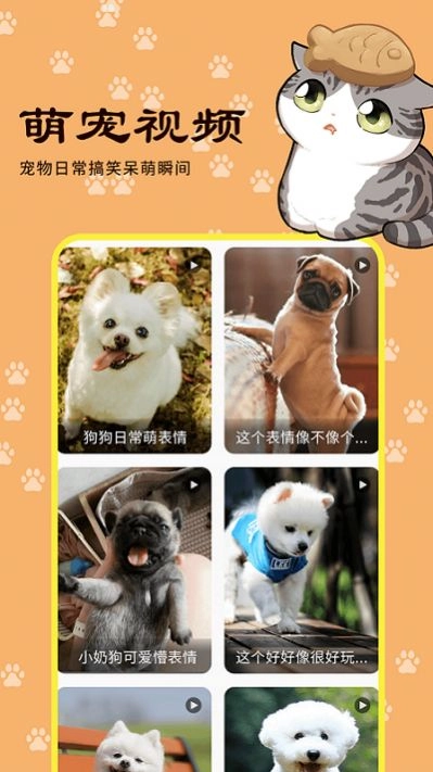 橙猫无广告版图1
