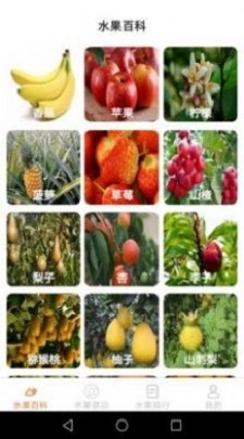 果园看看直装版图1