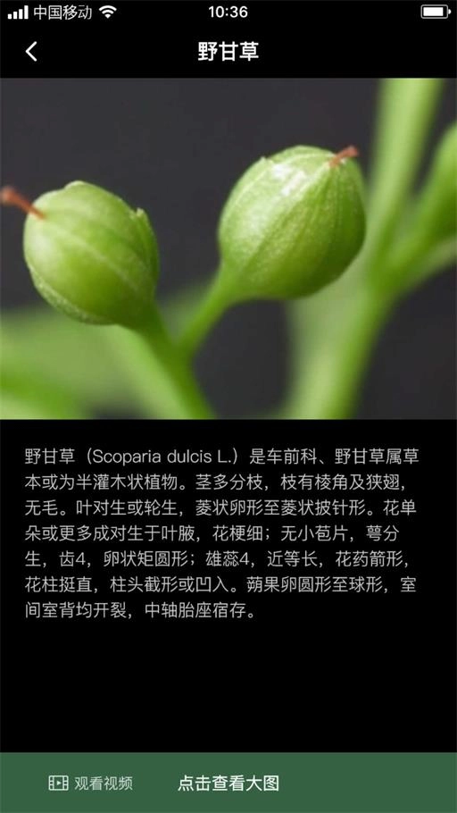 积学草手机正版图1