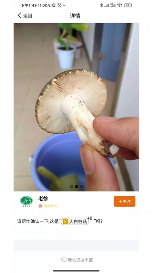 菌窝子正版图4