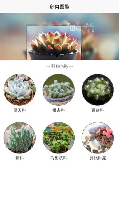 多肉大战官方正版图1