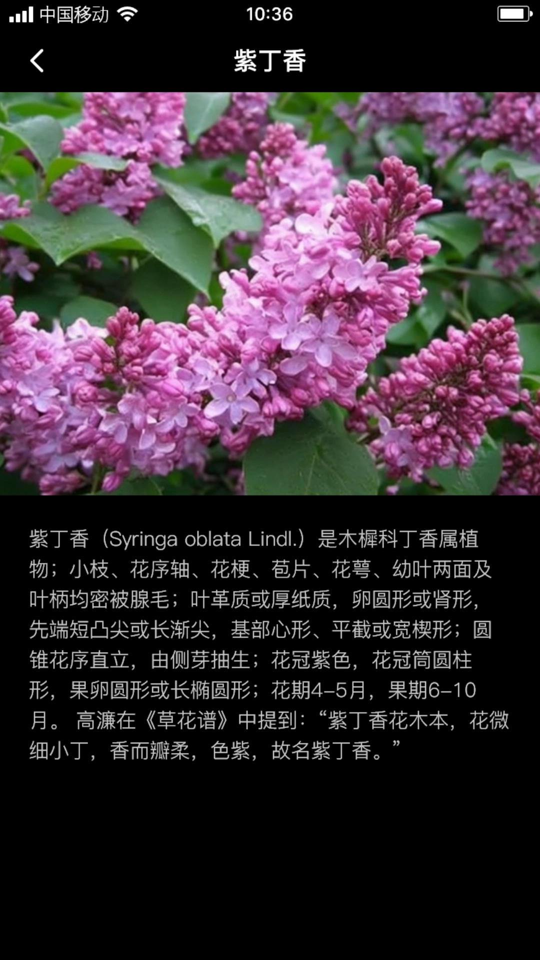 丁香花瓣原版图1
