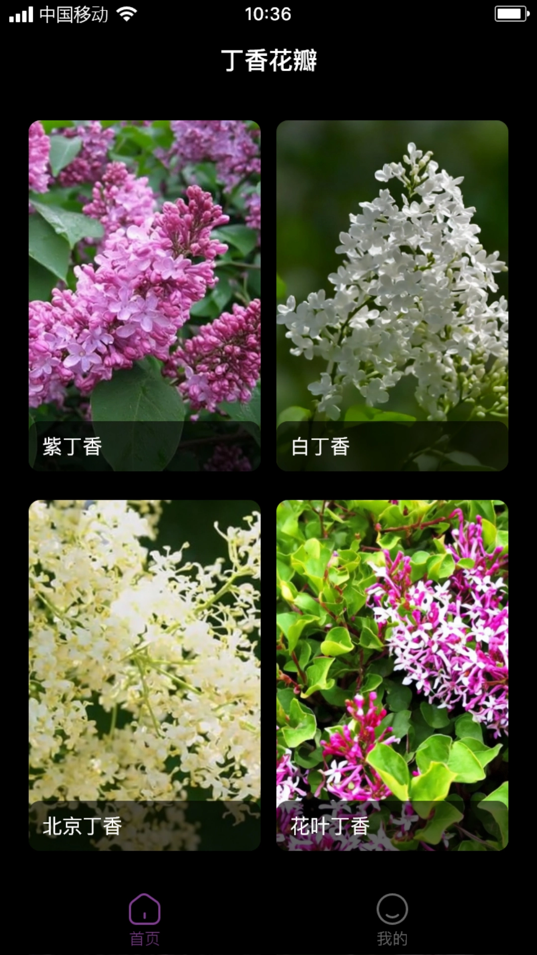 丁香花瓣原版图2