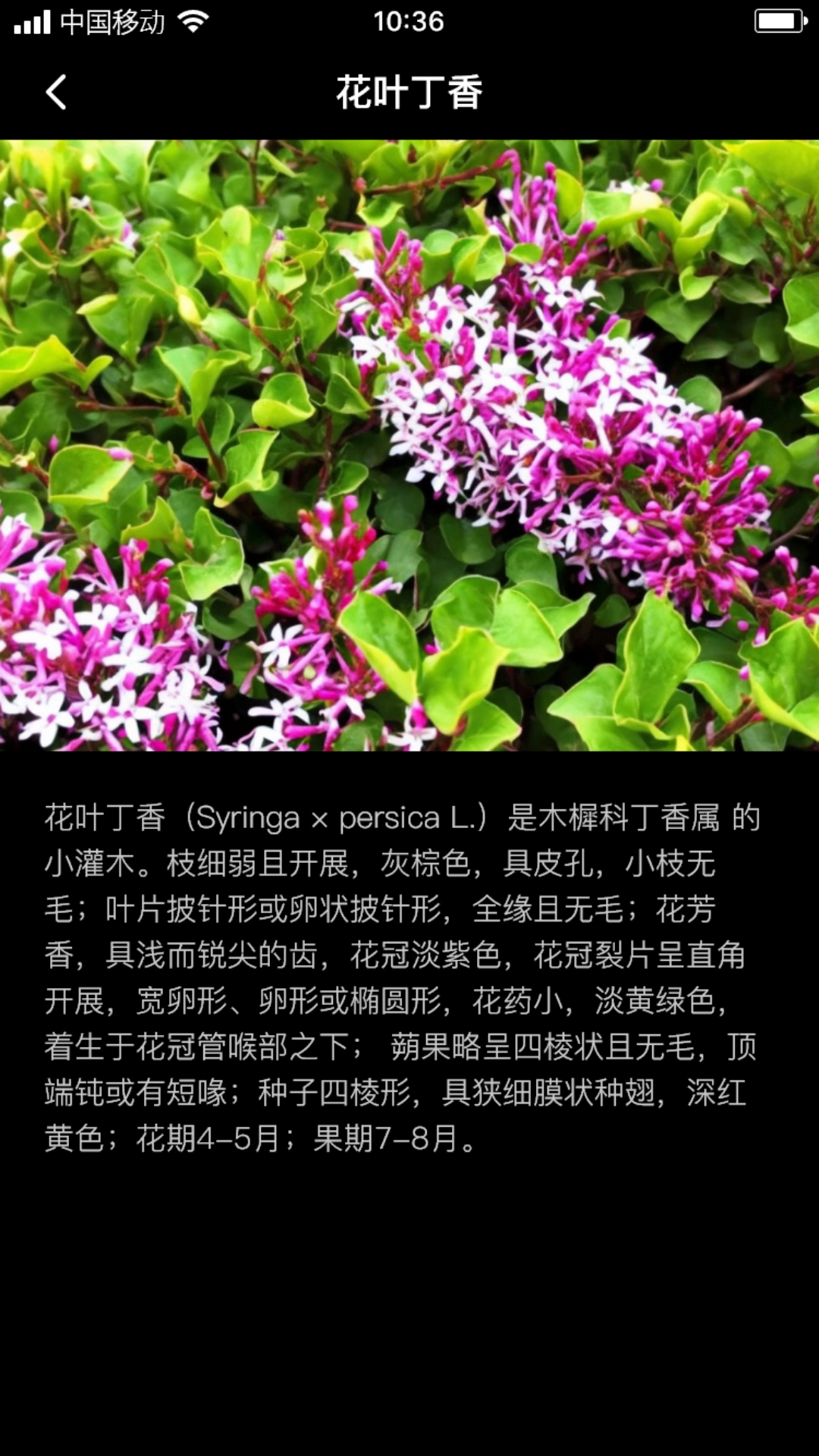 丁香花瓣原版图3