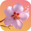 桃花开开游戏纯净版