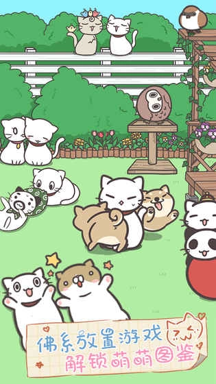 猫咪饲养日常图5