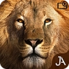 多人游猎(Safari Online Evolution)手游直装版
