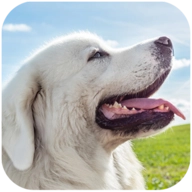 塔特拉犬模拟器(Tatra Sheepdog Simulator)官方版