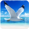海鸥模拟器手机最新版