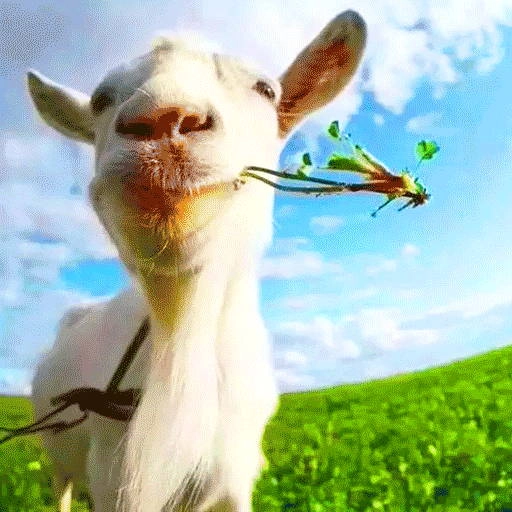 野生动物大作战安卓免费版