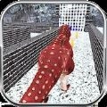 野生恐龙冬季丛林3D(Wild Dinosaur Winter Jungle 3D)通用版