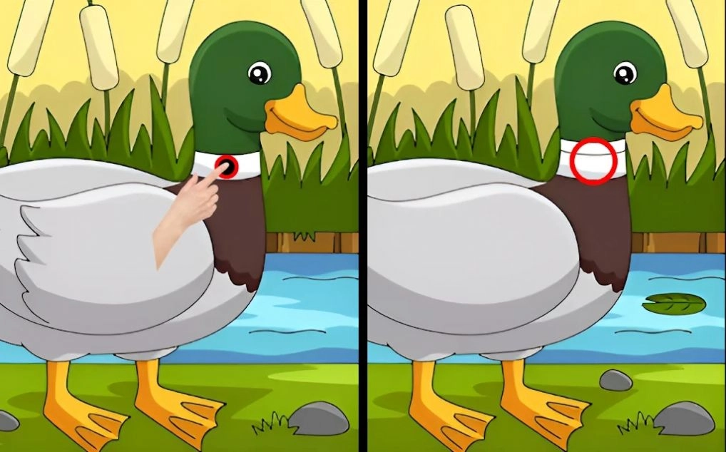 差异寻找并发现(Differences find and spot them)免费原版(2)