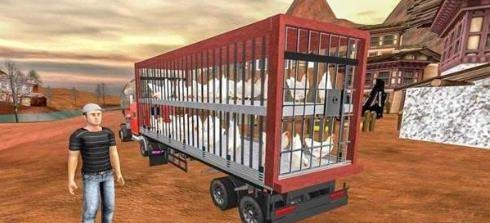 公鸡养殖场(红包版(3)