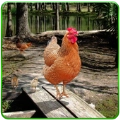 甜鸡模拟器(Hen Family Simulator)游戏最新版