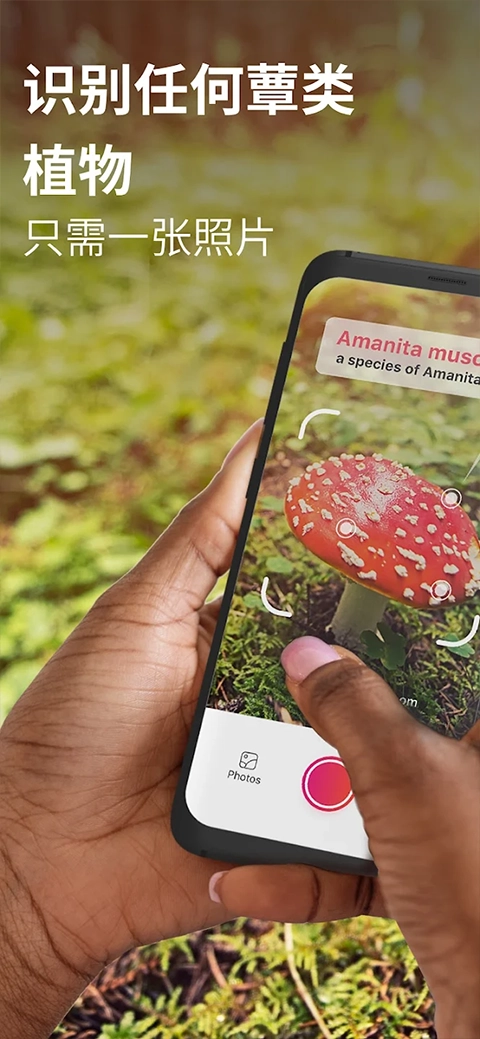 蘑菇识别扫一扫 免费原版