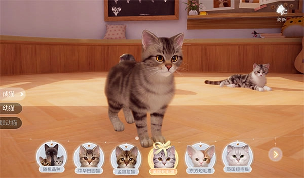 我和我的猫游戏安卓版安装包下载