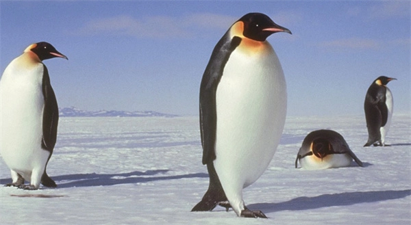 神奇海洋2026年3月5日的今日答案