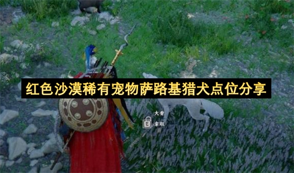 红色沙漠中稀有宠物萨路基猎犬的刷新位置分享