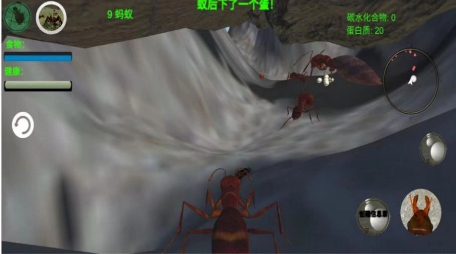 奇妙动物世界探险最新免费版图3