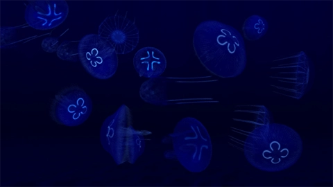 养鱼场3直装版图5