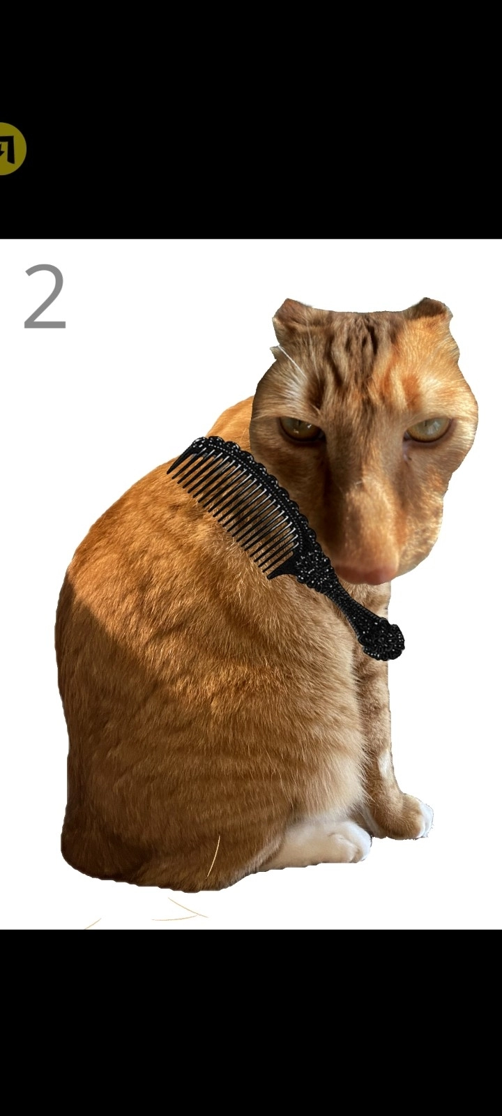 给猫梳毛最新版图1