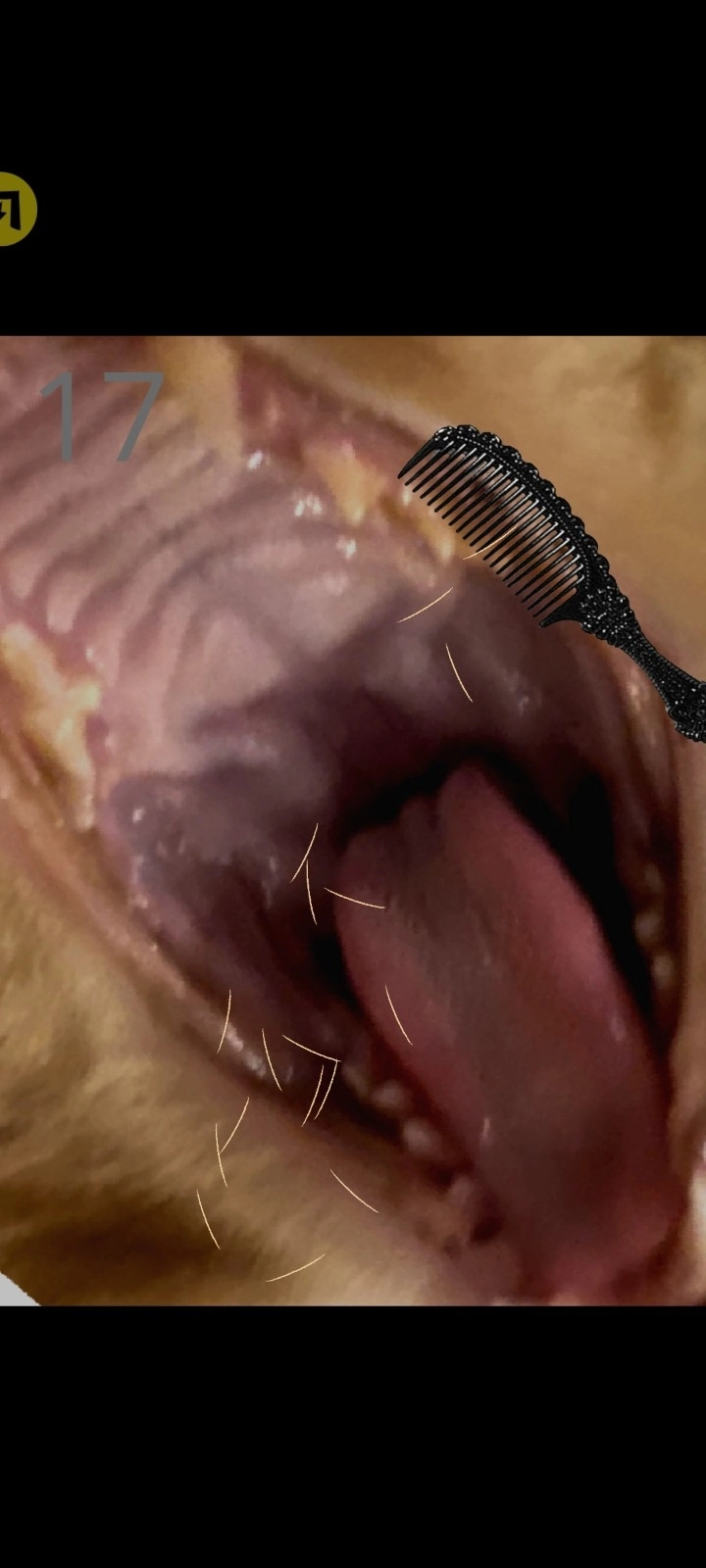 给猫梳毛最新版图2