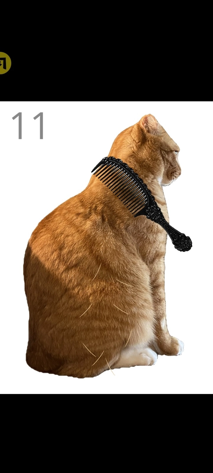 给猫梳毛最新版图4