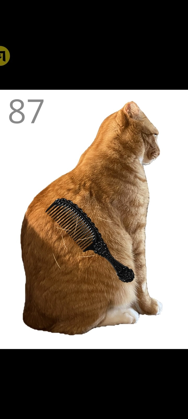 给猫梳毛最新版图5