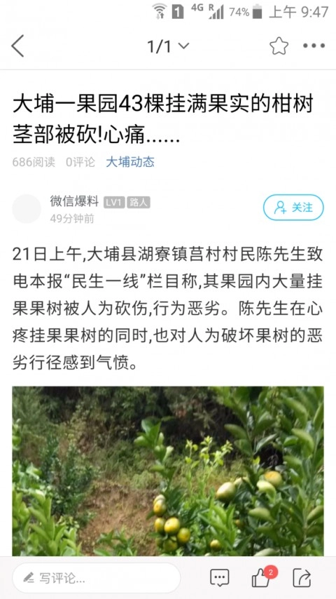 大埔网2