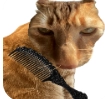给猫梳毛