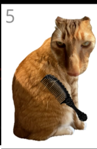 给猫梳毛截图1