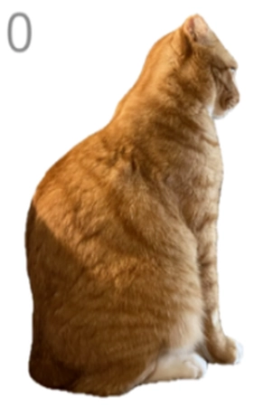 给猫梳毛截图0