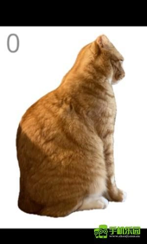 给猫梳毛安卓版下载