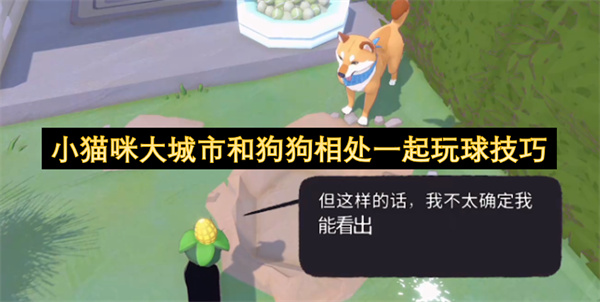 大城市中的小猫咪与狗狗相处并一起玩球的技巧