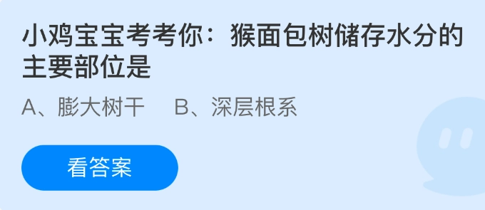 小鸡宝宝来考考你：猴面包树储存水分的关键部位是哪里呢？